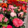 Nos serres en fleurs - Grand choix d'annuelles Nos serres en fleurs - Grand choix d'annuelles