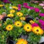 Nos serres en fleurs - Grand choix d'annuelles en pots de 4 po Nos serres en fleurs - Grand choix d'annuelles en pots de 4 po