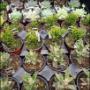 Choix de plantes d'intérieur: succulentes, cactus, etc. Choix de plantes d'intérieur: succulentes, cactus, etc.