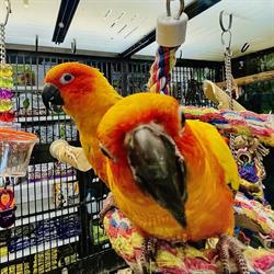 Petland Vernon