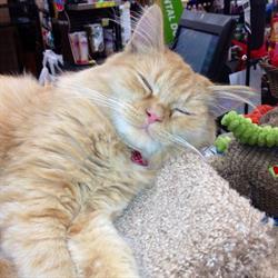 Pet Valu
