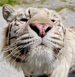 Elmvale Jungle Zoo