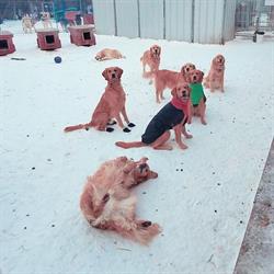 Qimmiq Kennels in Yellowknife