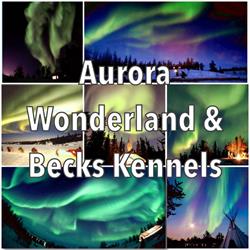 Becks Kennels Aurora Viewing and Dog Sled Tours in Yellowknife