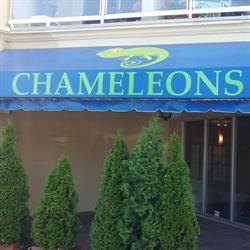 Chameleons in Parksville
