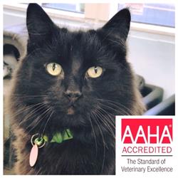 48th Avenue Animal Hospital
