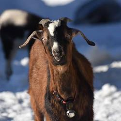 Black Dog Farm and Feed