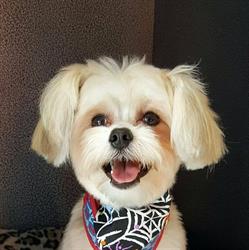 Shaggy Chic Grooming Boutique
