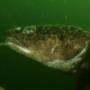 Burbot Twin Lakes,Ab,Canada Burbot Twin Lakes,Ab,Canada