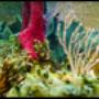 Colourful Coral Colourful Coral