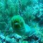 Crazy Close moray eel Crazy Close moray eel