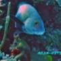 Utila Fun Utila Fun