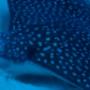 Utila Manta Ray Utila Manta Ray