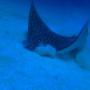Utila Manta Ray Utila Manta Ray