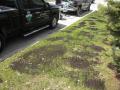 Over-seeding-Kitchener