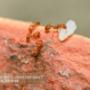 Ant-Control-Aurora Ant-Control-Aurora