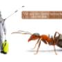 Ant-Control-Richmond-Hill Ant-Control-Richmond-Hill