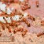 Ant-Control-Vaughan Ant-Control-Vaughan