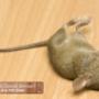 Mouse-and-Mice-Control-Aurora Mouse-and-Mice-Control-Aurora