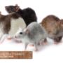 Mouse-and-Mice-Control-Newmarket Mouse-and-Mice-Control-Newmarket