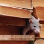 Mouse-and-Mice-Control-Richmond-Hill Mouse-and-Mice-Control-Richmond-Hill