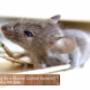 Mouse-and-Mice-Control-Vaughan Mouse-and-Mice-Control-Vaughan