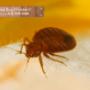 Pest-Control-Aurora Pest-Control-Aurora