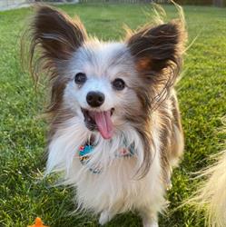See Spot Run Doggie Daycare & Training Inc