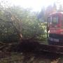 Tree Removal Tree Removal