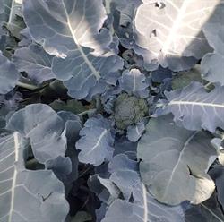 Lund's Organic Farm