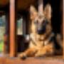 Dog Shelter Dog Shelter