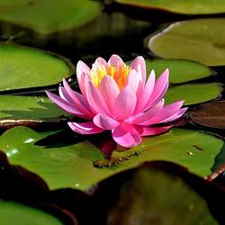 Little River Holistic Therapies
