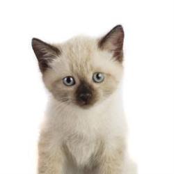 Prrrfect Pet Food