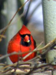 Porters Hill Wild Bird Seed co.