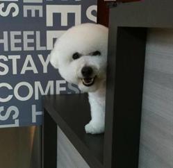 Pet Ahead Modish Grooming & Supplies