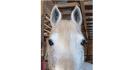 Spirit Horse