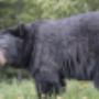 BEAR HUNTING with Bristol Outfitters.
Doing anything exciting this fall? Why not join us on a Six Day Bear Hunt in scenic Northern Ontario, Canada.
BEAR HUNTING PACKAGE available - Call for Reservations BEAR HUNTING with Bristol Outfitters.
Doing anything exciting this fall? Why not join us on a Six Day Bear Hunt in scenic Northern Ontario, Canada.
BEAR HUNTING PACKAGE available - Call for Reservations