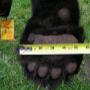 BEAR HUNTING with Bristol Outfitters.
Doing anything exciting this fall? Why not join us on a Six Day Bear Hunt in scenic Northern Ontario, Canada.
BEAR HUNTING PACKAGE available - Call for Reservations BEAR HUNTING with Bristol Outfitters.
Doing anything exciting this fall? Why not join us on a Six Day Bear Hunt in scenic Northern Ontario, Canada.
BEAR HUNTING PACKAGE available - Call for Reservations