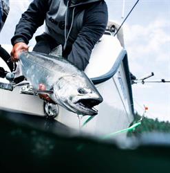Bon Chovy Fishing Charters