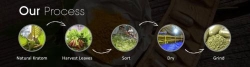 Kratom Vendor Canada