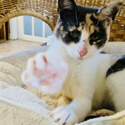 Cats Anonymous Rescue and Adoption