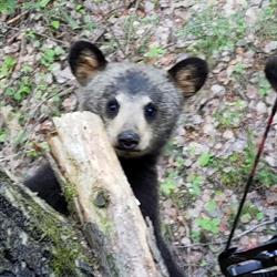 Bear Paw Landing