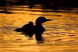 Mystic Loon Trading Company