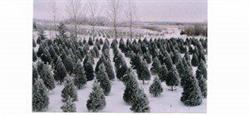CD Trees