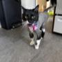 toilettage de chat fait a la boutique cibelle toilettage de chat fait a la boutique cibelle