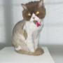 toilettage de chat fait a la boutique cibelle toilettage de chat fait a la boutique cibelle