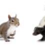 Squirrel and Skunk Removal Squirrel and Skunk Removal
