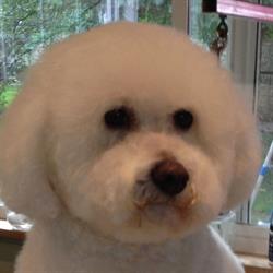 Lori’s Dog Grooming