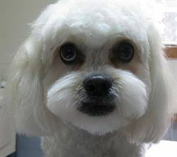 Deb's Dog Grooming