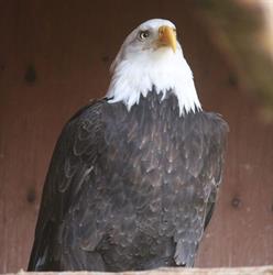 Prince Rupert Wildlife Rehab Shelter